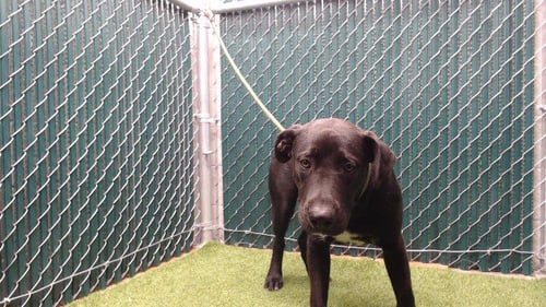 MARKY MARK - Labrador Retriever available for adoption