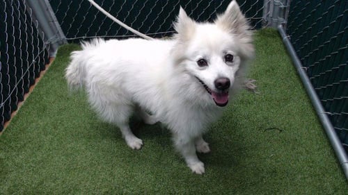 BRETT - Pomeranian available for adoption