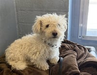 BUDDY - Photo 1