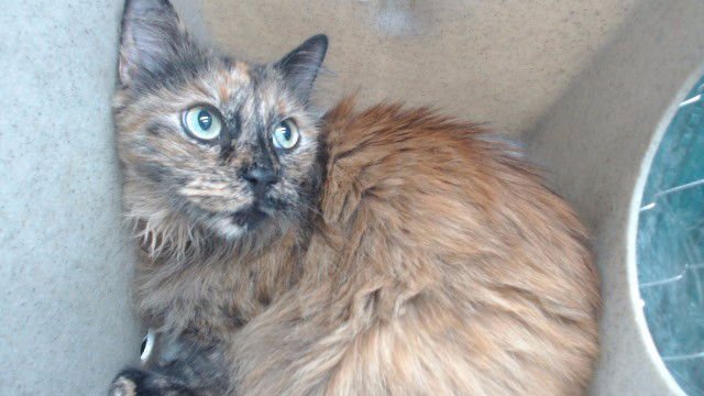 MAMAS - Domestic Long Hair available for adoption