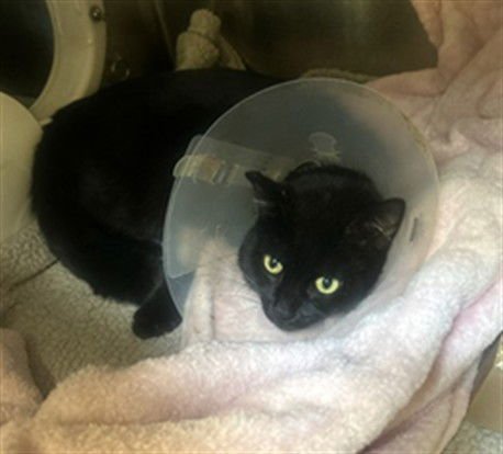 ZORO - Domestic Short Hair available for adoption