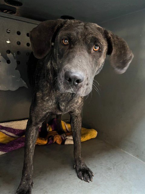 SIERRA - Plott Hound available for adoption