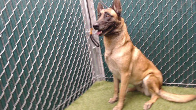 MIA - Belgian Shepherd Malinois available for adoption