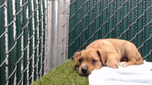 BRENNAN HUFF - Pit Bull Terrier available for adoption
