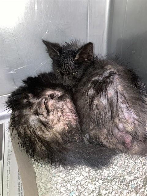 LINDSEY - Domestic Short Hair available for adoption