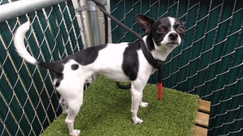 OREO - Chihuahua available for adoption