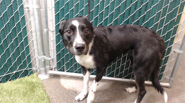 PIPI - Bearded Collie available for adoption