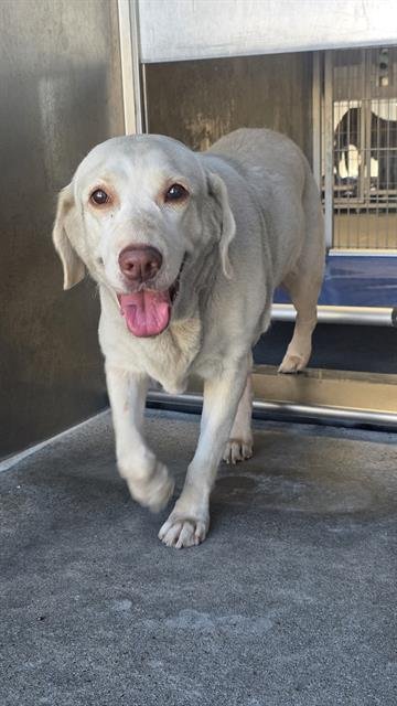 BANANA - Labrador Retriever available for adoption