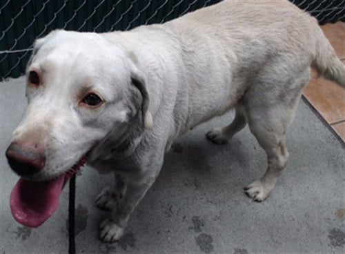 BANANA - Labrador Retriever available for adoption