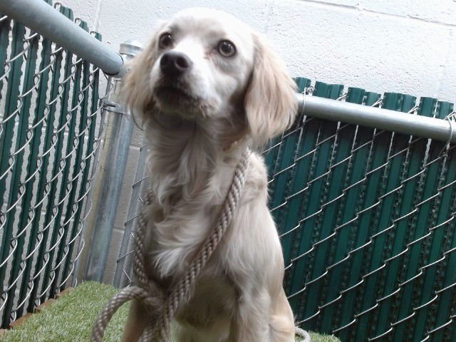 ARMANI - Cavalier King Charles Spaniel available for adoption