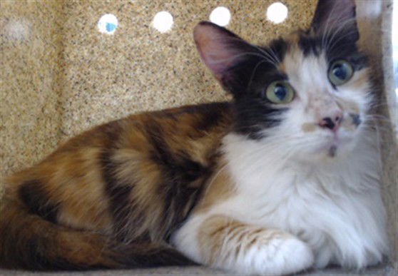 SPICE - Domestic Medium Hair available for adoption