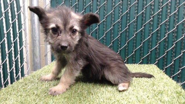 A5760484 - Maltese / Siberian Husky available for adoption