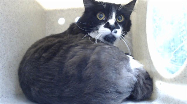 OREO - Domestic Long Hair available for adoption