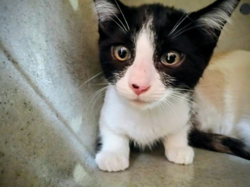 A5785805 - Domestic Short Hair available for adoption