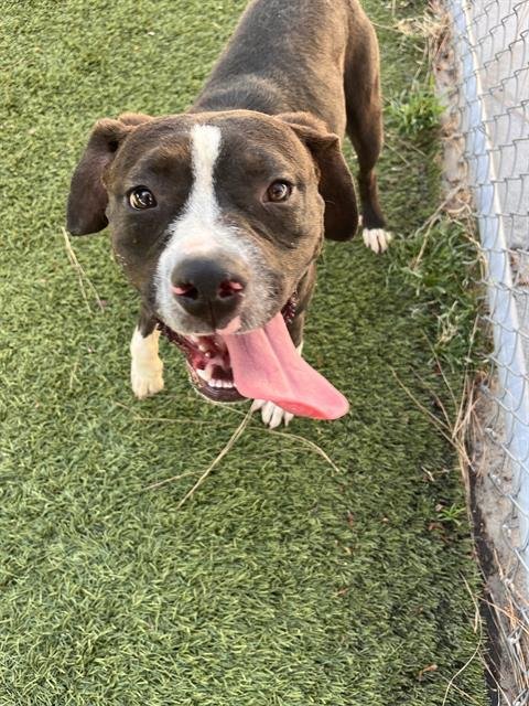 DAISY - Pit Bull Terrier available for adoption