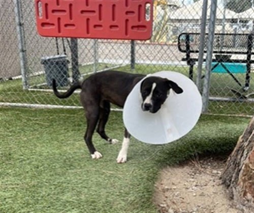 A5792909 - Pit Bull Terrier available for adoption