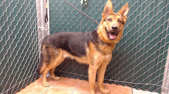 RUFIO - German Shepherd Dog available for adoption