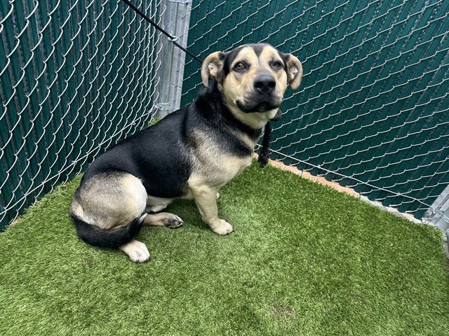 OSMUND - German Shepherd Dog available for adoption