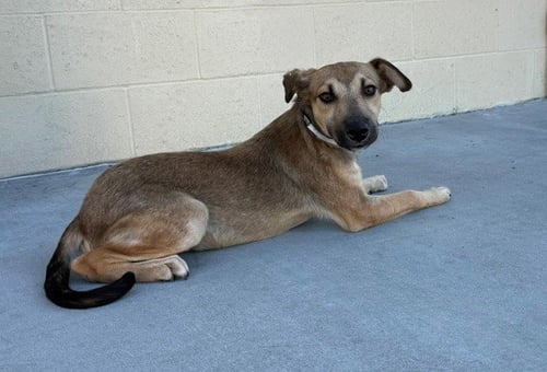 JIMMY - German Shepherd Dog available for adoption