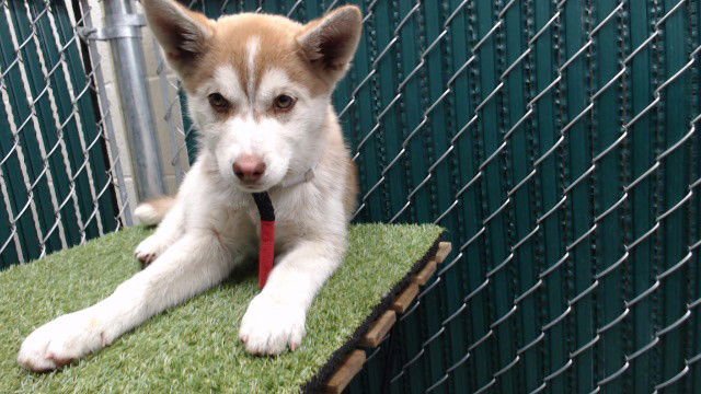 ELLIANA - Siberian Husky available for adoption