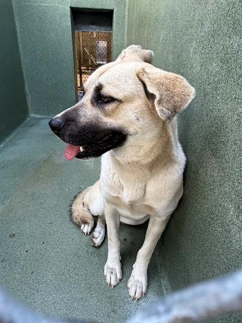 CARRIE KELLY - German Shepherd Dog available for adoption