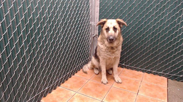 BOCELLI - German Shepherd Dog available for adoption