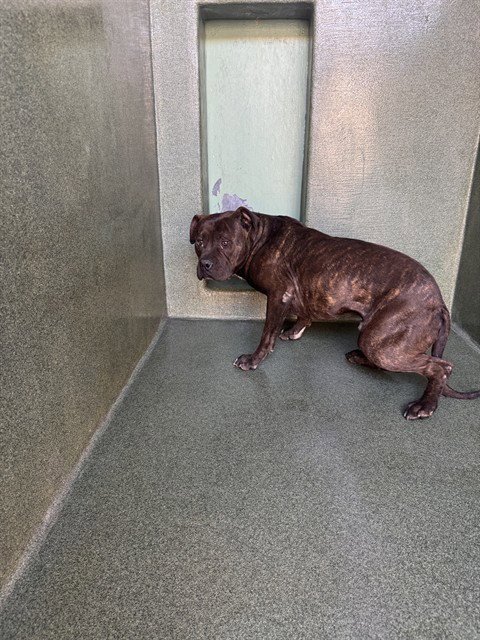 BRADLEY - Pit Bull Terrier available for adoption