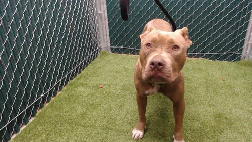 BUNNY - Pit Bull Terrier available for adoption