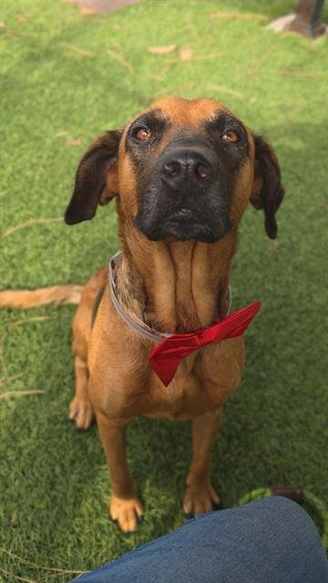 SOLE - Black Mouth Cur available for adoption