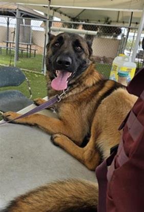 BOO-BOO - Belgian Shepherd Malinois available for adoption