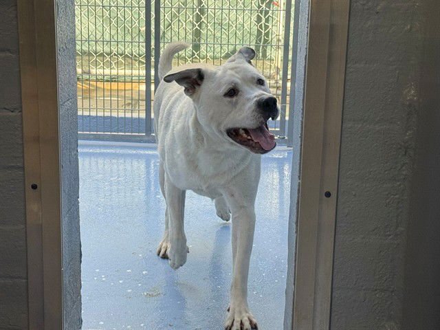 GUERO - Pit Bull Terrier available for adoption