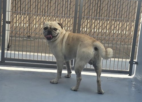 GUAPO - Pug available for adoption