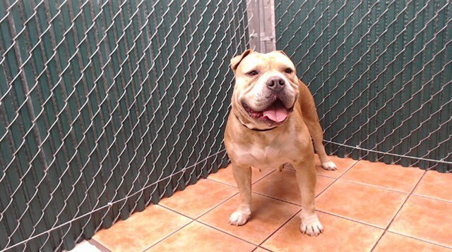 KASHMERE - Pit Bull Terrier available for adoption