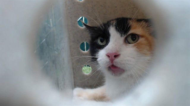 CALI - Domestic Short Hair available for adoption