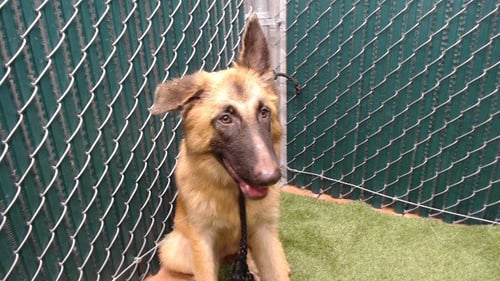 BERLIN - German Shepherd Dog available for adoption