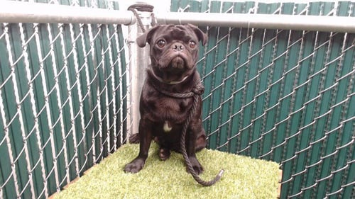 CURLY - Pug available for adoption