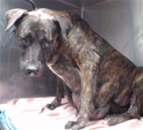 CANDY - Pit Bull Terrier available for adoption