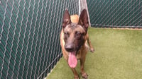 MAX - Photo 1