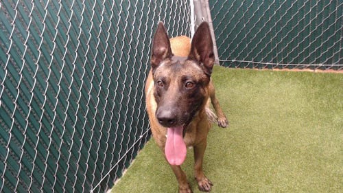 MAX - Belgian Shepherd Malinois available for adoption