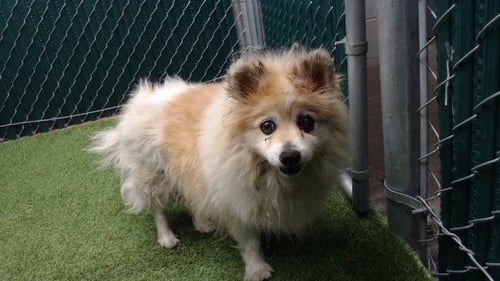 DOMINIC - Pomeranian available for adoption