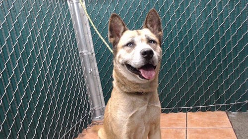 BAMBI - German Shepherd Dog available for adoption