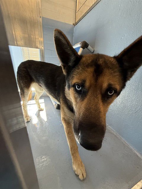 ROCKY - German Shepherd Dog available for adoption