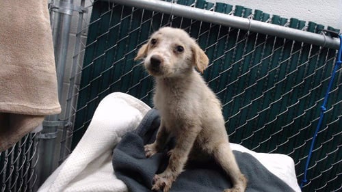 MILA - Terrier available for adoption