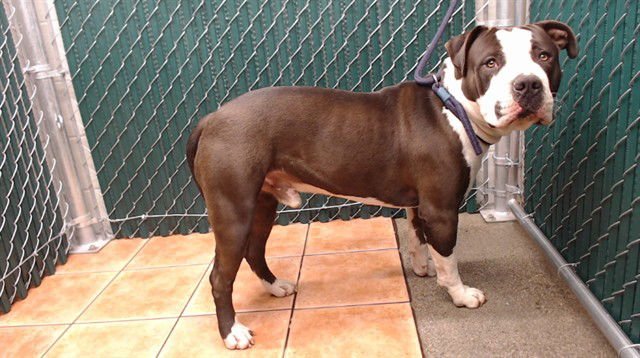 RAIDER - Pit Bull Terrier available for adoption