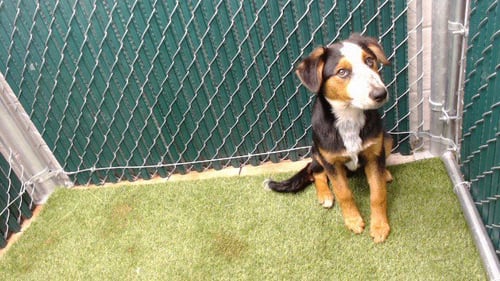 DAMIAN - Collie available for adoption