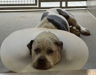 KIKO - Pit Bull Terrier available for adoption