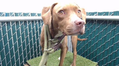 TAYLOR - Vizsla available for adoption