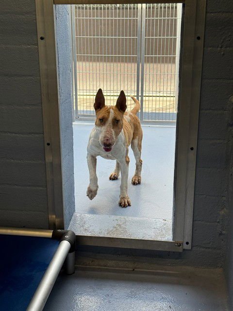 SUGAR - Bull Terrier available for adoption
