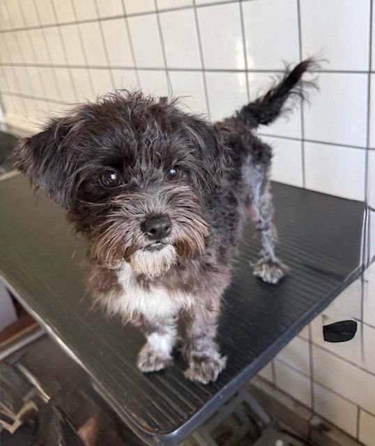 MINNIE - Shih Tzu available for adoption