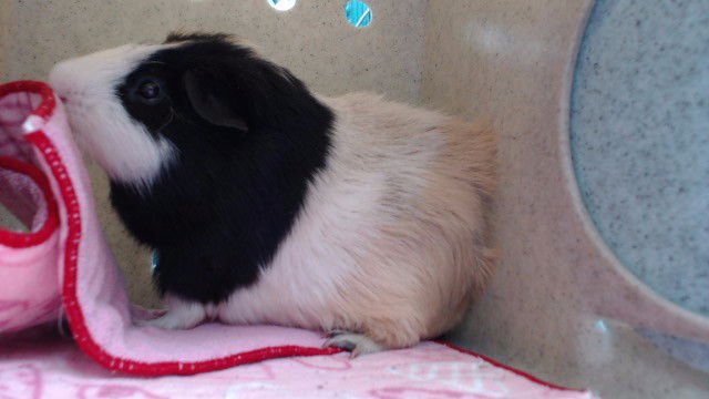 MICKEY - Guinea Pig available for adoption